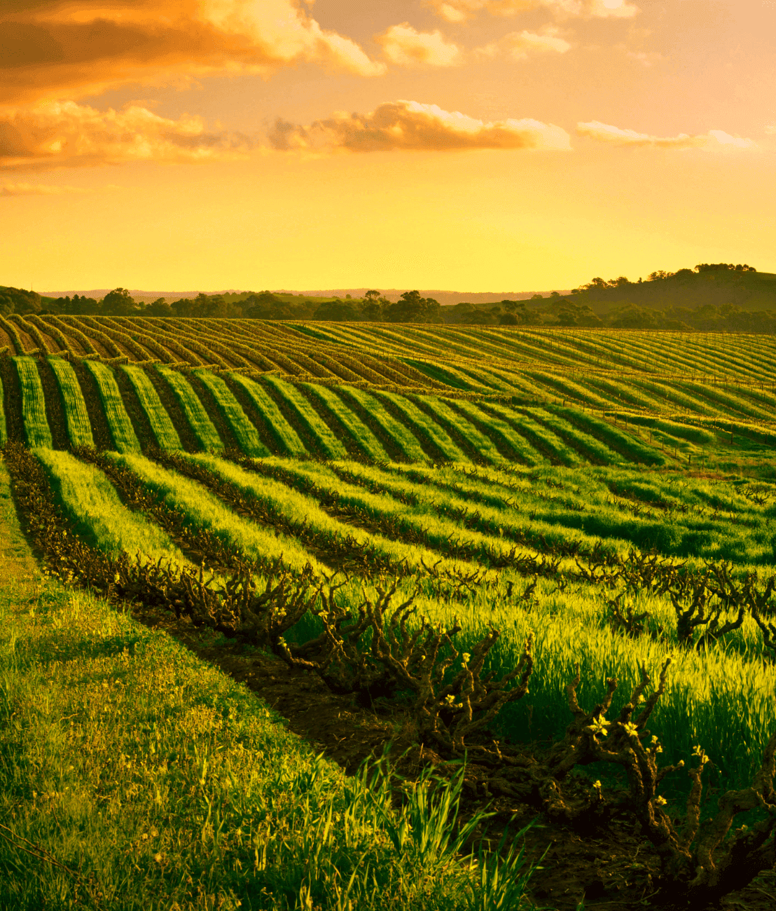 Fremantle Ferris Wheel to represent Aussie Web Fix's Perth customer base
